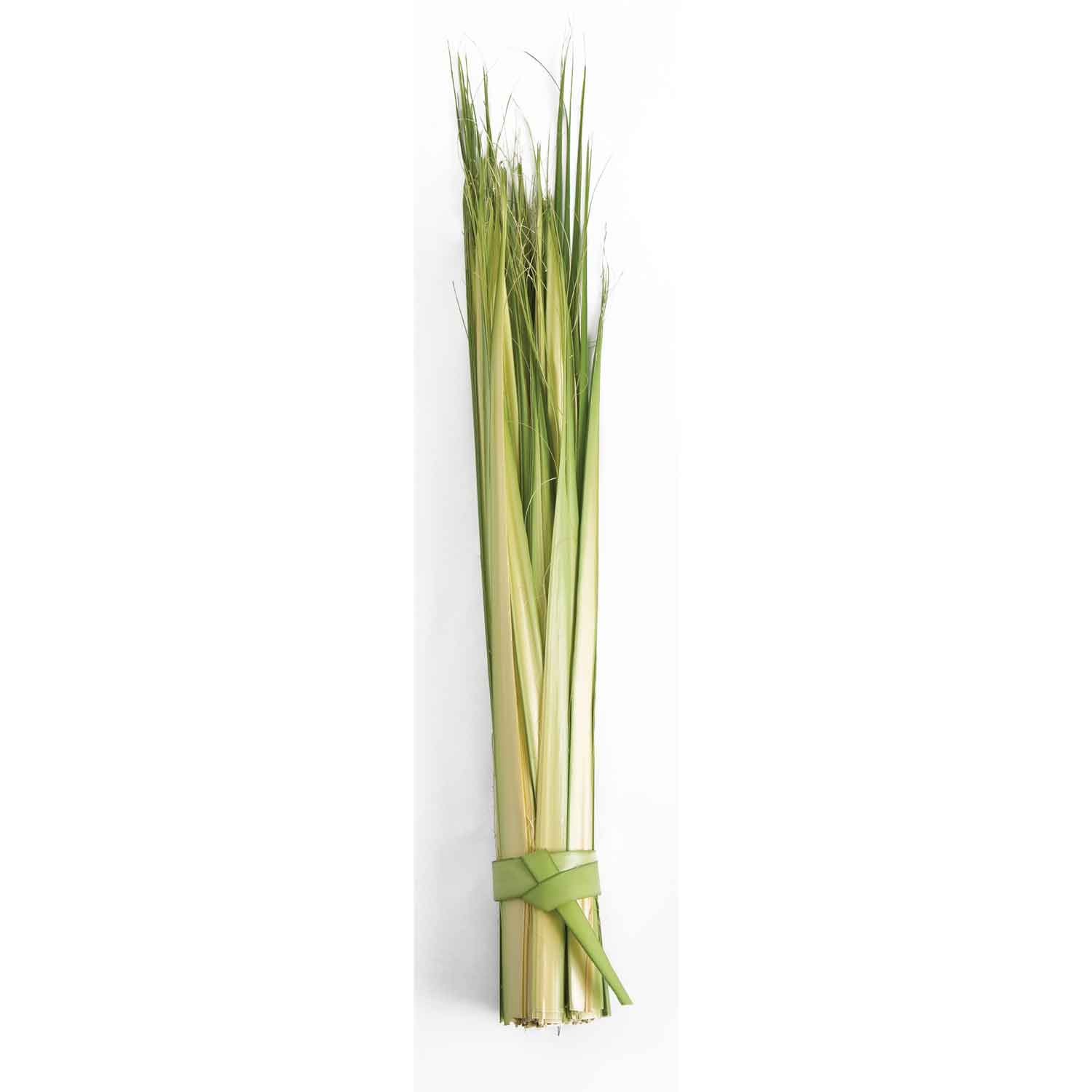 Palm Sunday Palm Strips Short bag of 100