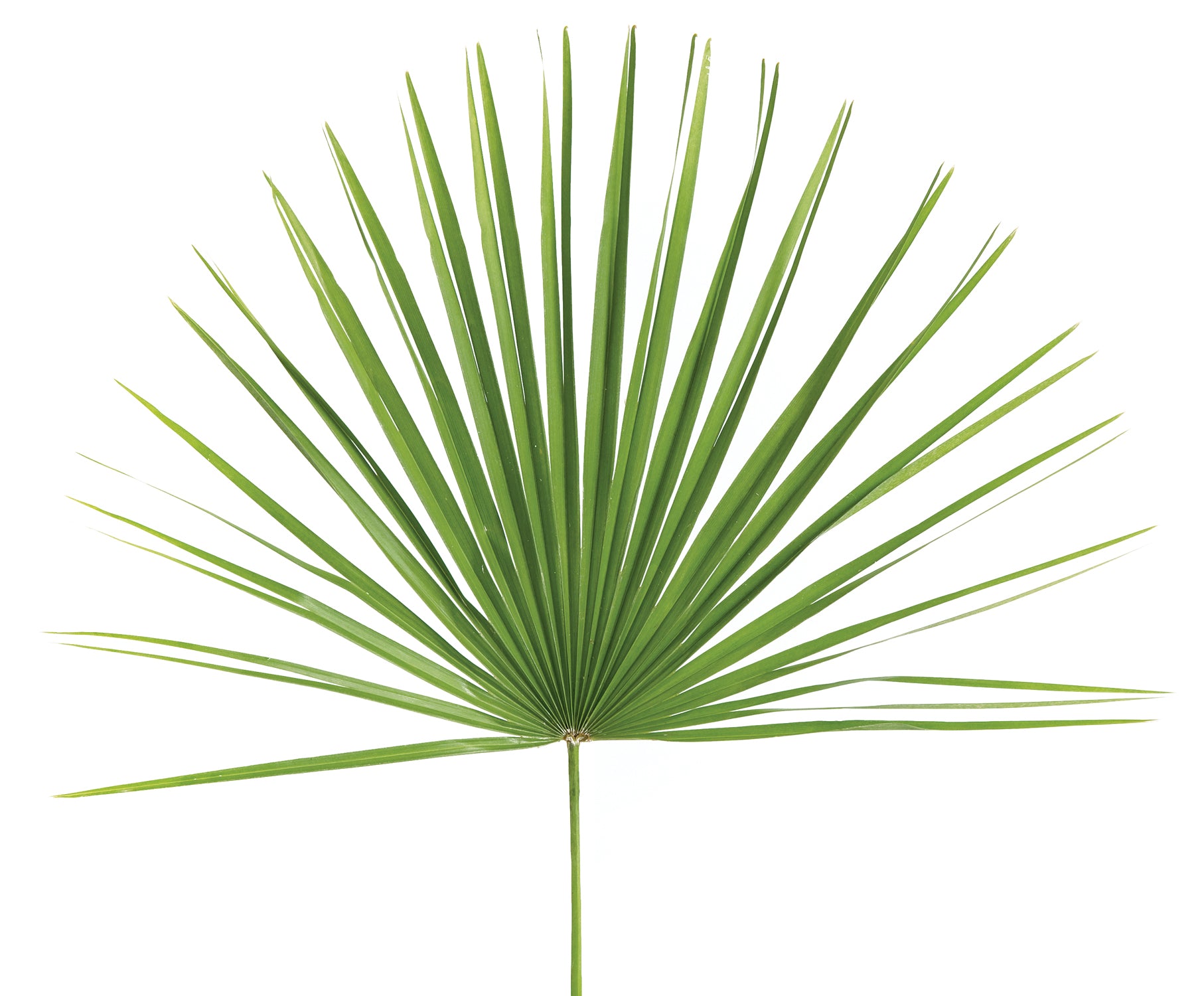 palm-sunday-palm-mediterranean.jpg