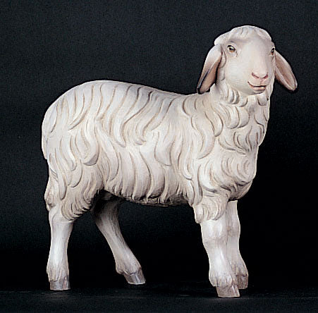 sheep-for-kostner-nativity-1902-13.jpg