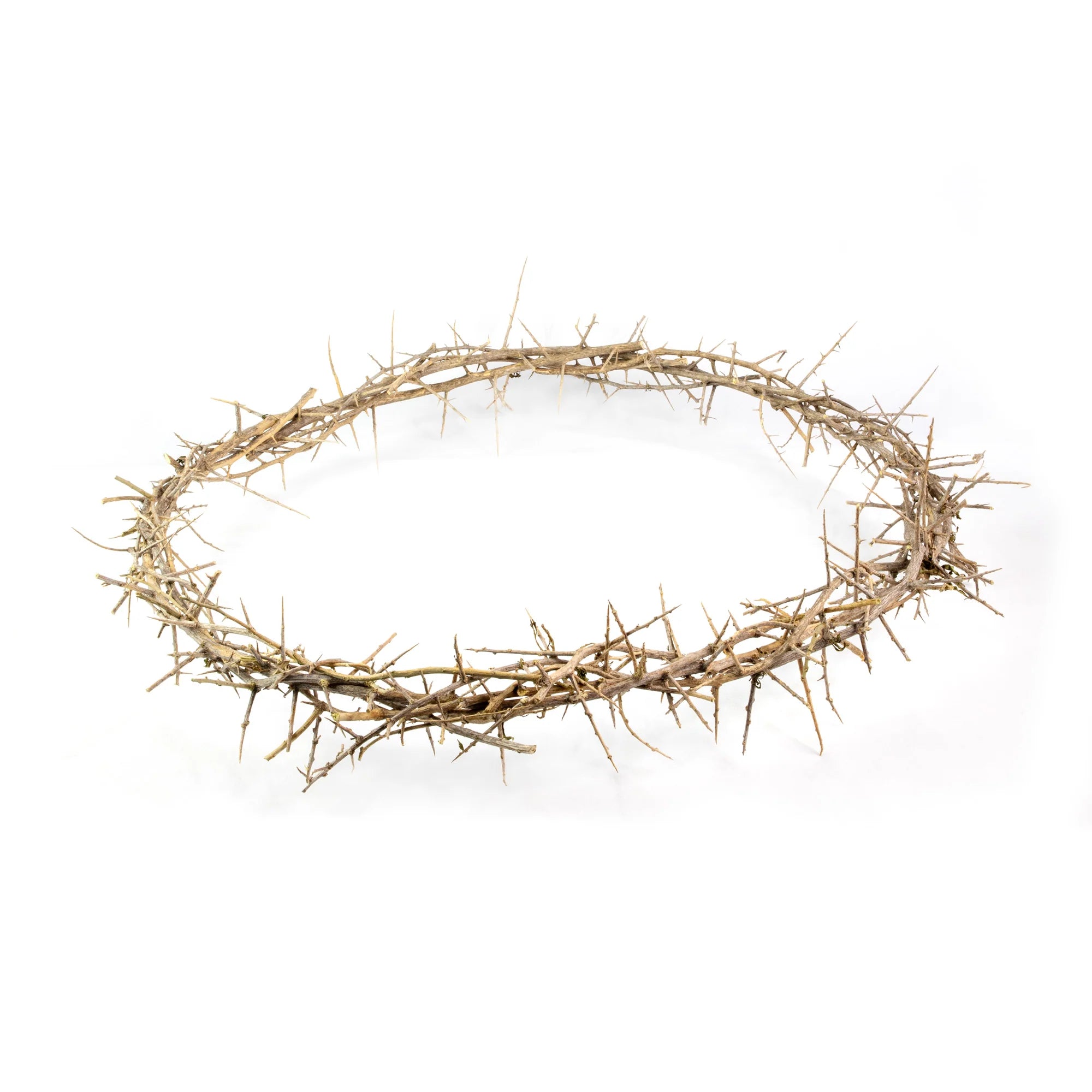 Crown of Thorns 24"