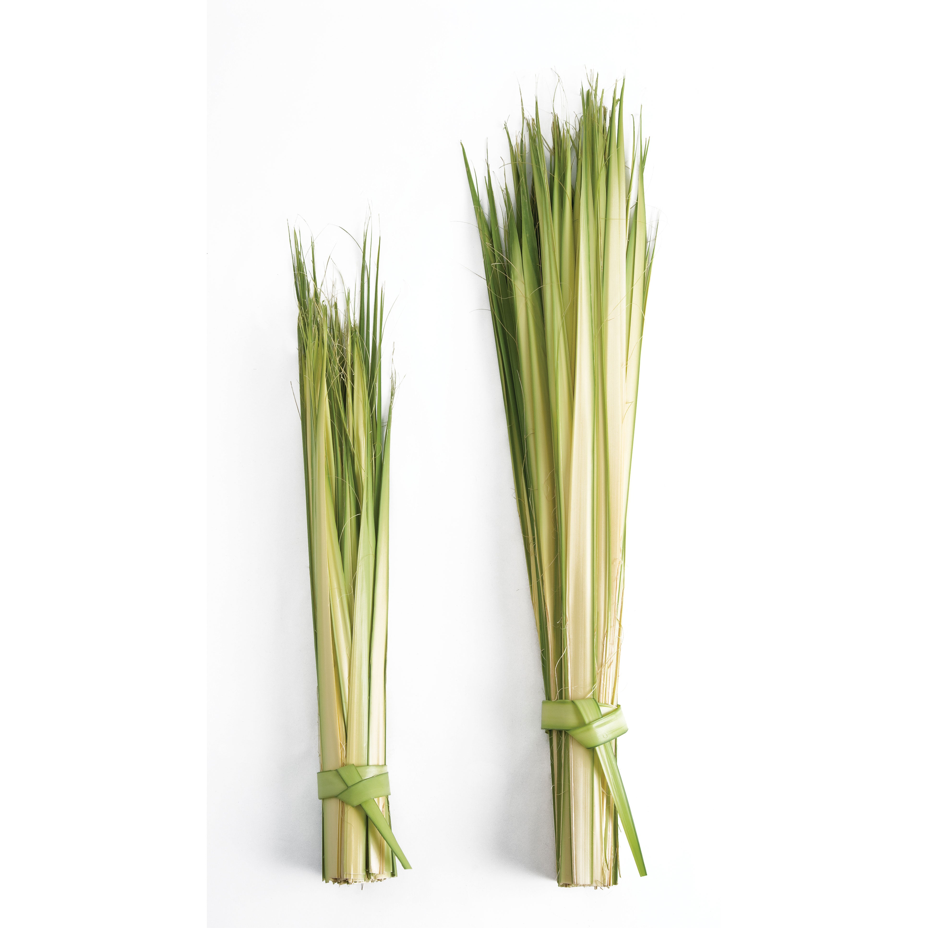 Palm Sunday Palm Strips | bag of 100