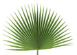 palm-sunday-palm-fan.jpg