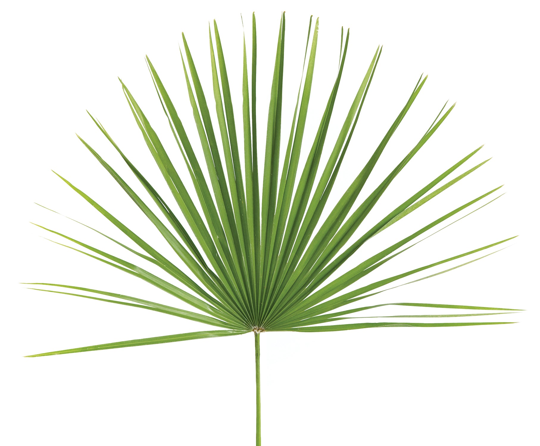 Palm Fronds For Palm Sunday